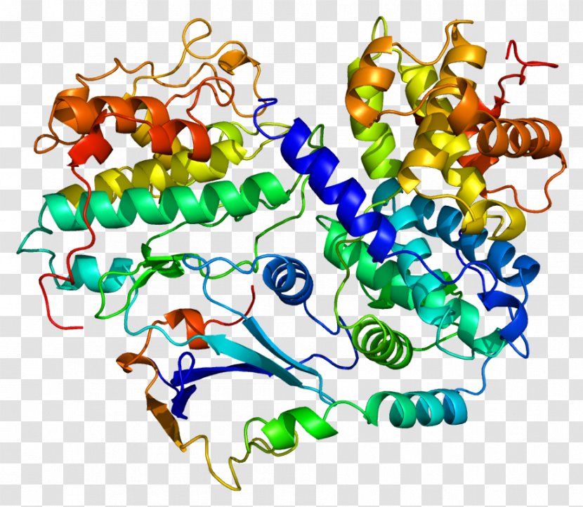 CDKN1B Cyclin-dependent Kinase Cell Cycle Protein - Cyclindependent - Cyclin D Transparent PNG