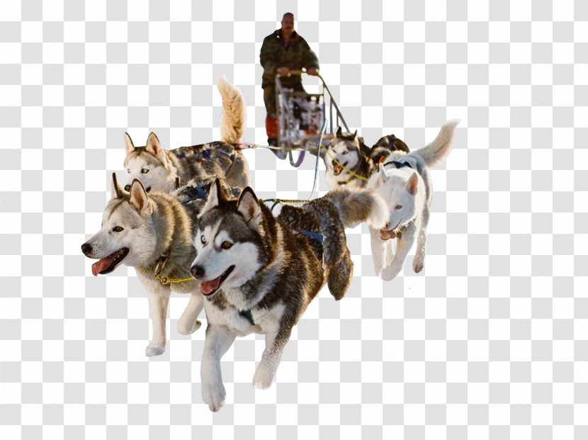 Siberian Husky Dog Sled Mushing - Travel - Dogs Transparent PNG
