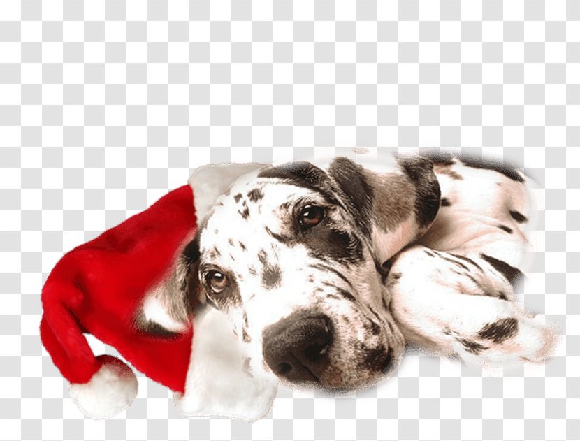 Great Dane Cane Corso Dalmatian Dog Neapolitan Mastiff Veterinarian - Papa Transparent PNG