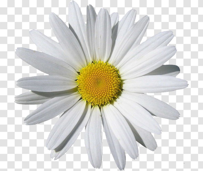 Chamomile Clip Art - Herb - Camomile Image, Free Flower Picture Transparent PNG