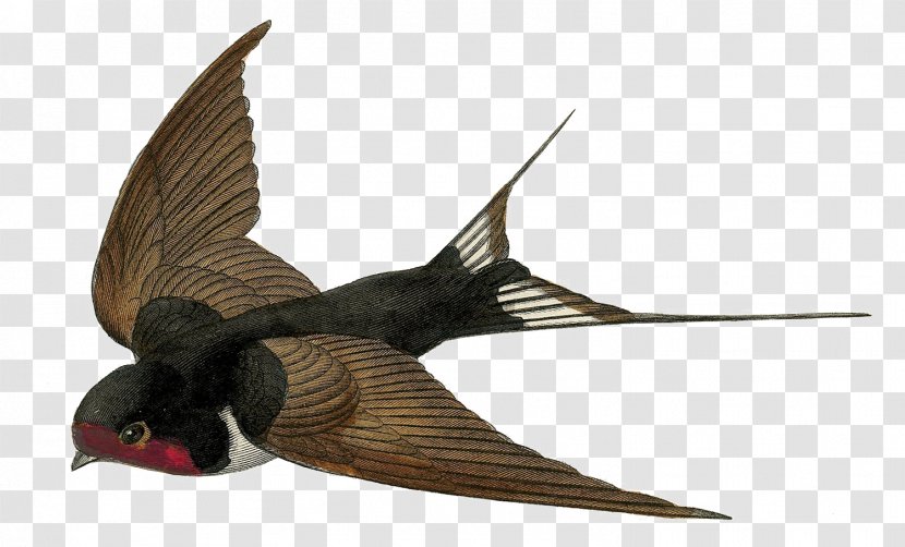 Barn Swallow Bird Flight Clip Art Transparent PNG