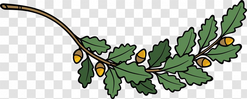 Tree Acorn Drawing Clip Art - Flora - Branches Clipart Transparent PNG