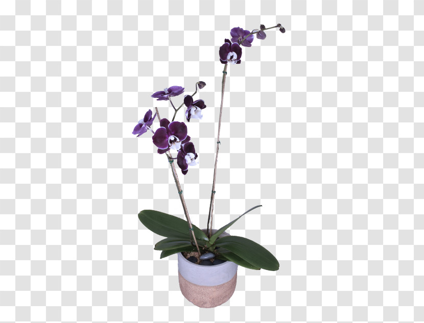 Flower Plant Violet Moth Orchid Moth Orchid Transparent PNG