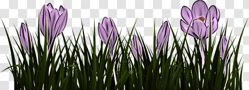 Flower Flowering Plant Purple Spring - Grass - Family Transparent PNG