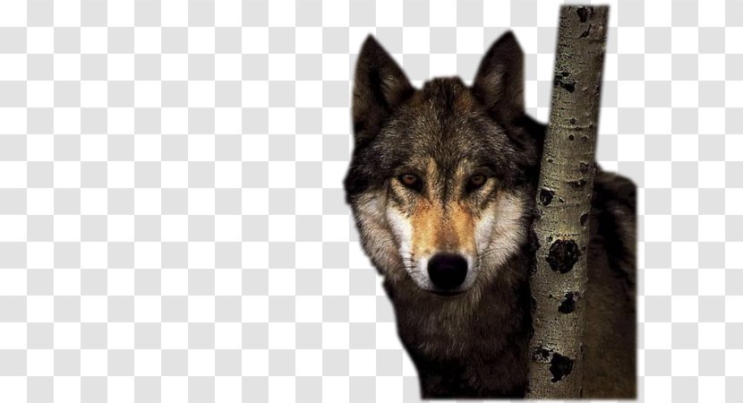 Lone Wolf Savage Urges Desktop Wallpaper IPhone 6 - Dog Breed Group - Coyote Transparent PNG