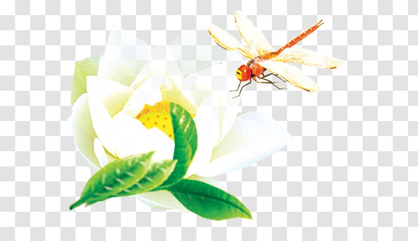 Insect Dragonfly Nelumbo Nucifera - Lotus Transparent PNG