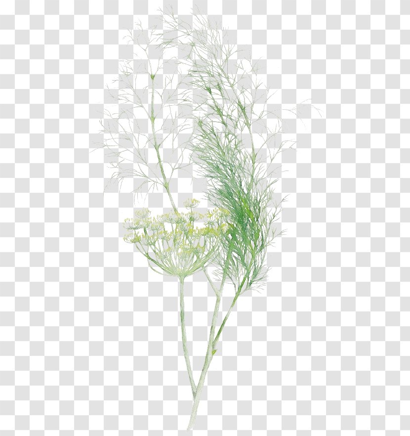 Grass Plant Leaf Family White Pine - Paint - Dill Twig Transparent PNG