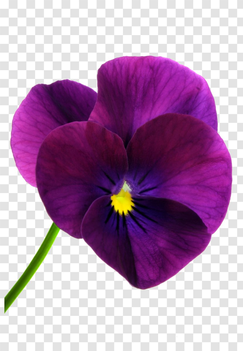 Pansy Poppy Clip Art - Petal - Purple Flowers Transparent PNG