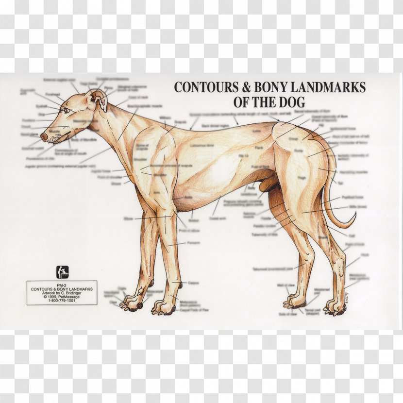 Whippet Italian Greyhound Spanish Sloughi - Bone - Incubation Transparent PNG