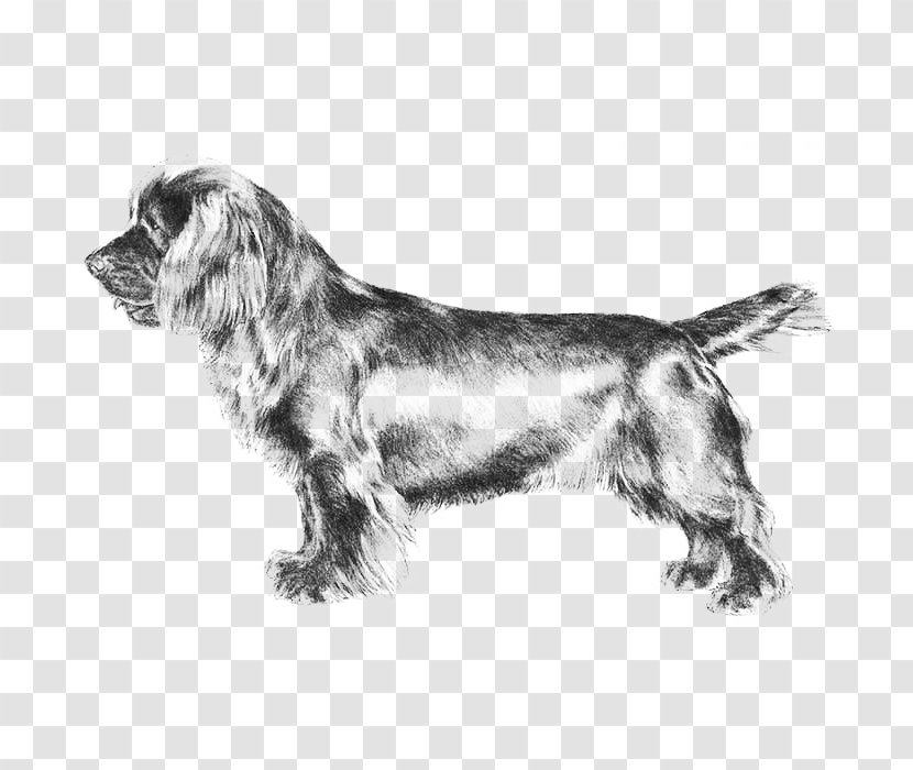 Field Spaniel Sussex Welsh Springer English Russian - Dog Breed - Vulnerable Native Breeds Transparent PNG