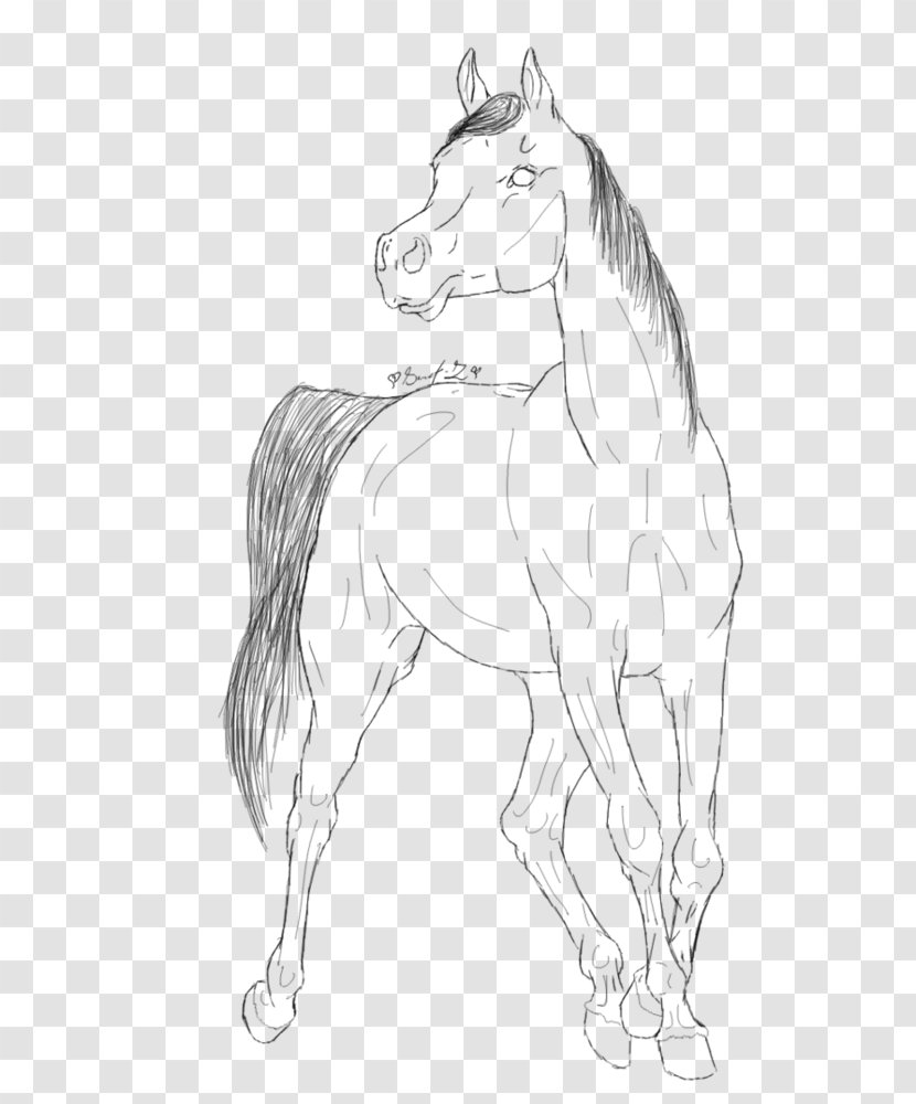 Arabian Horse Mustang Foal Pony Clydesdale - Tail Transparent PNG