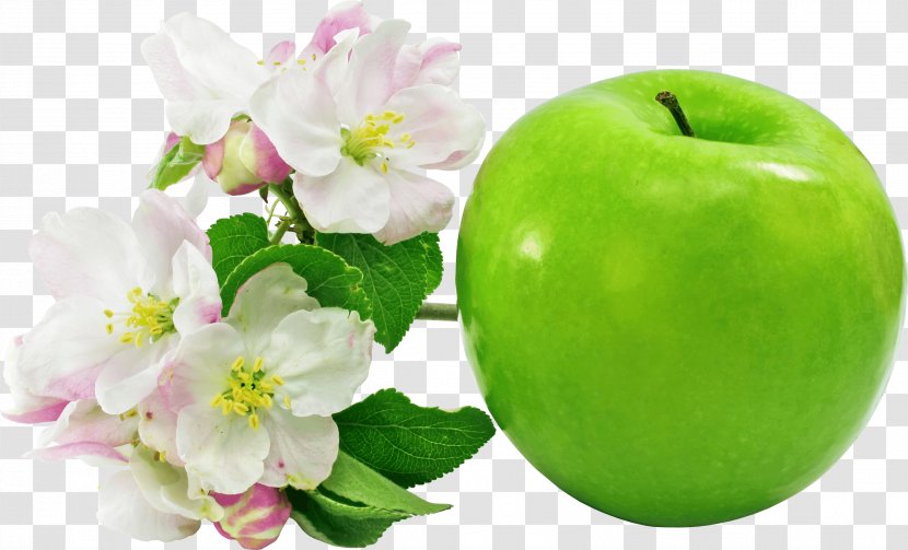 Apple Flower Fruit Clip Art - Apples - Green Floral Transparent PNG