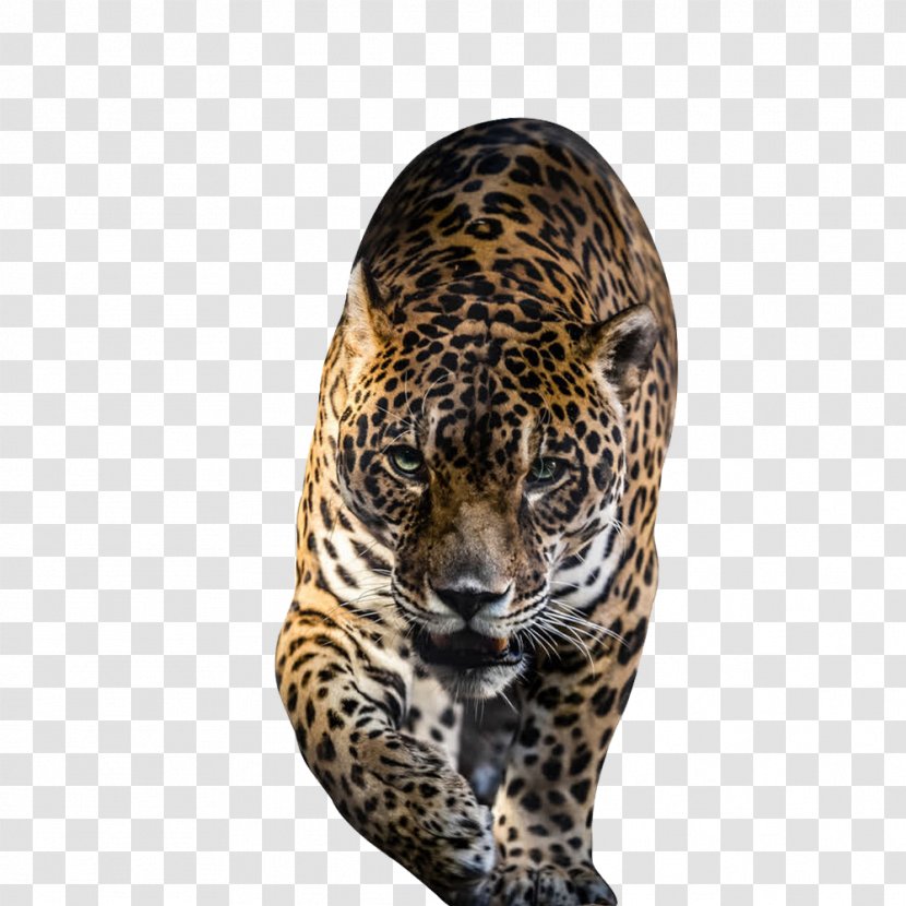 Jaguar Jigsaw Puzzle Leopard Tiger - Carnivoran Transparent PNG