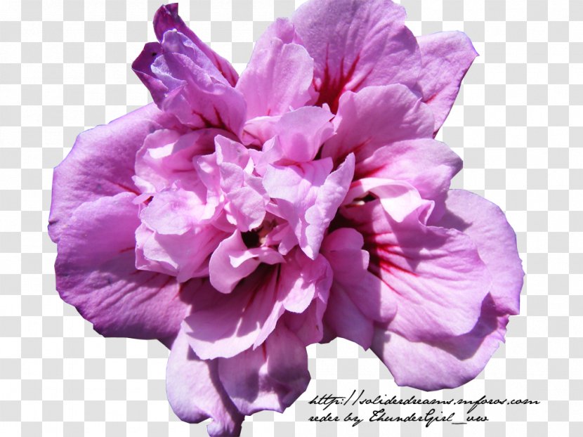 Mallows Lilac Hibiscus Violet Azalea - Flor Transparent PNG