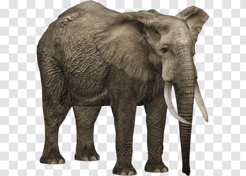 Zoo Tycoon 2 African Bush Elephant Forest Asian - Elefant Transparent PNG