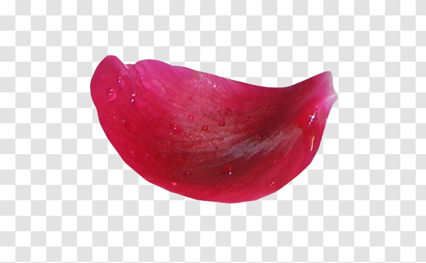 RED.M - Magenta - Rose Petal Transparent PNG