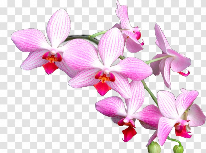 Orchid - Petal - Dendrobium Transparent PNG