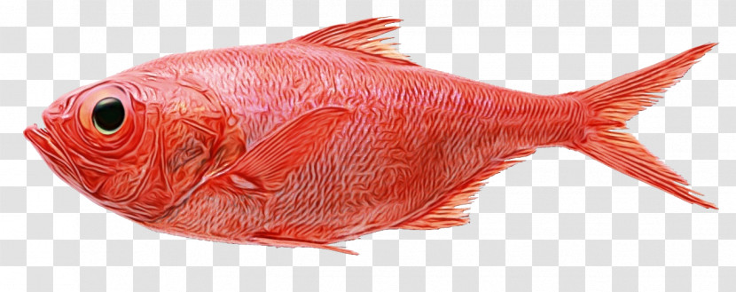 Fish Northern Red Snapper Red Drum Saltwater Fish Snappers Transparent PNG