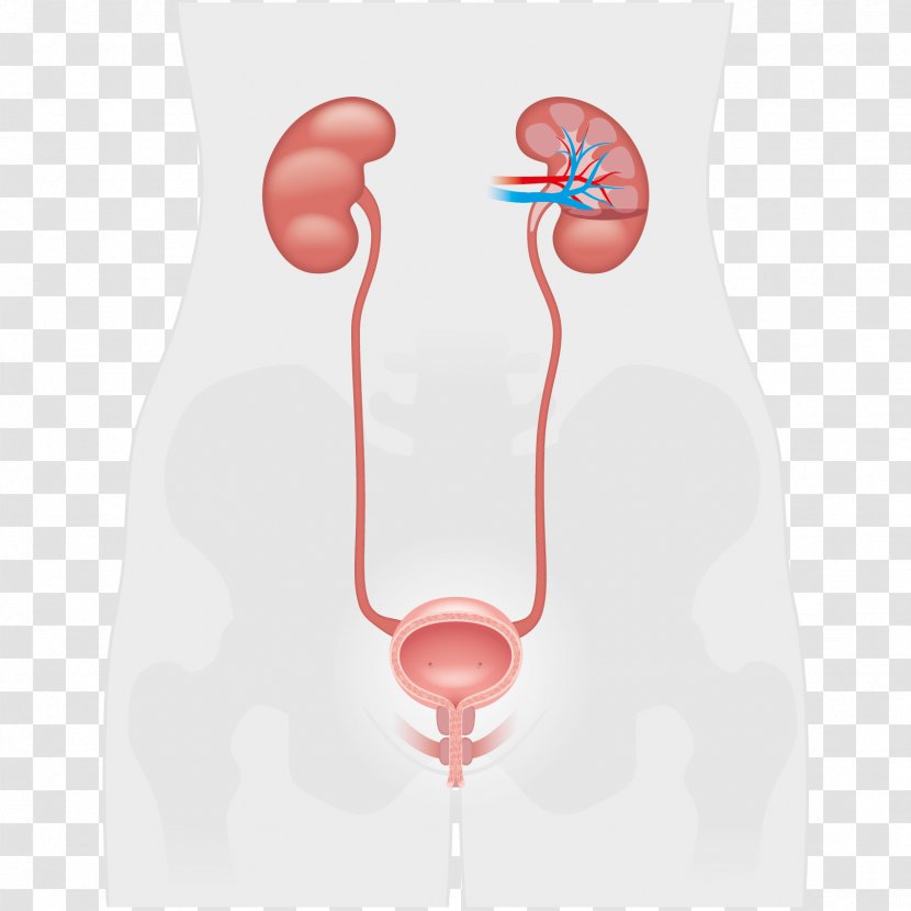 Neck - Kidney Transparent PNG