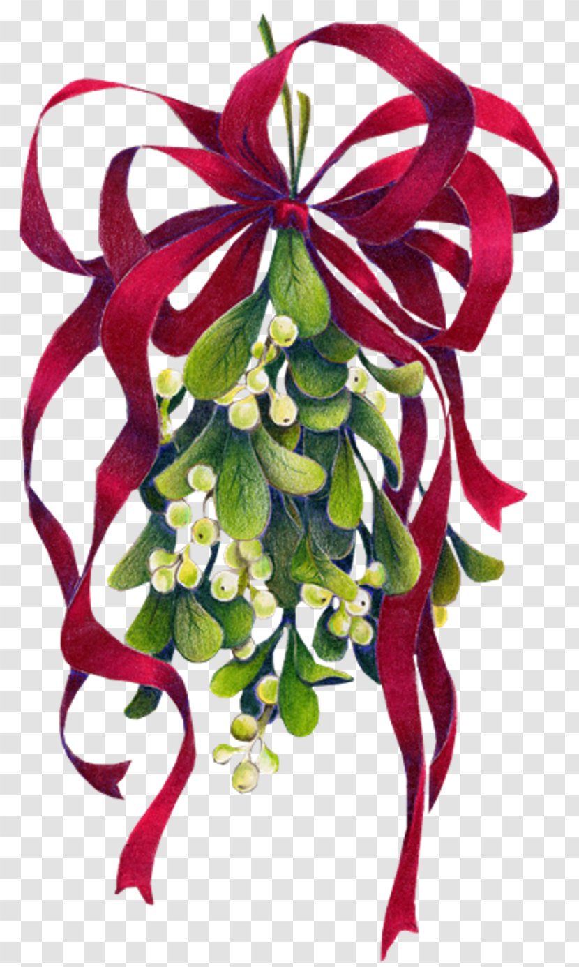 Mistletoe Christmas Phoradendron Tomentosum Clip Art - Flower Arranging Transparent PNG