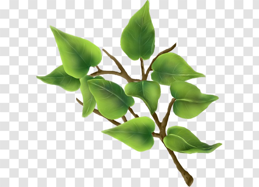 Leaf Plant Stem Herb Transparent PNG