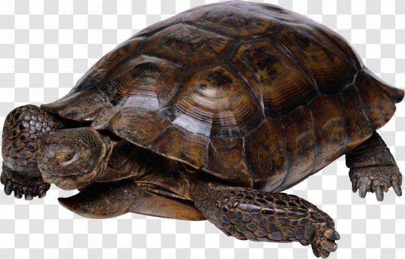 Turtle Galapagos Giant Tortoise Birthday Reptile - Sea Transparent PNG