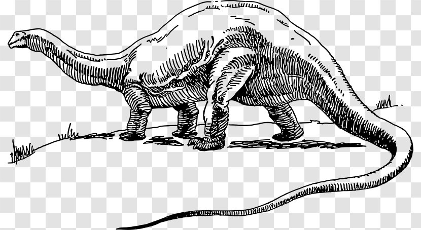 Apatosaurus Brontosaurus Tyrannosaurus Stegosaurus Triceratops - Line Art - Dinosaur Transparent PNG