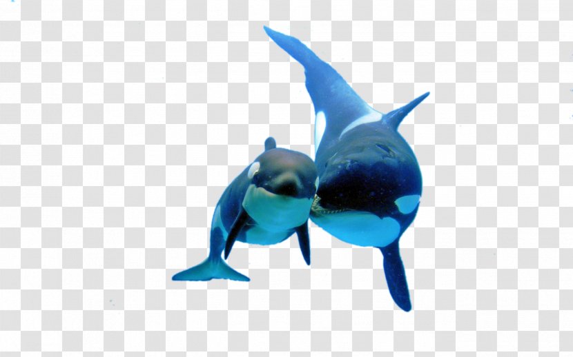Shark Killer Whale - Cobalt Blue - Two Whales Transparent PNG