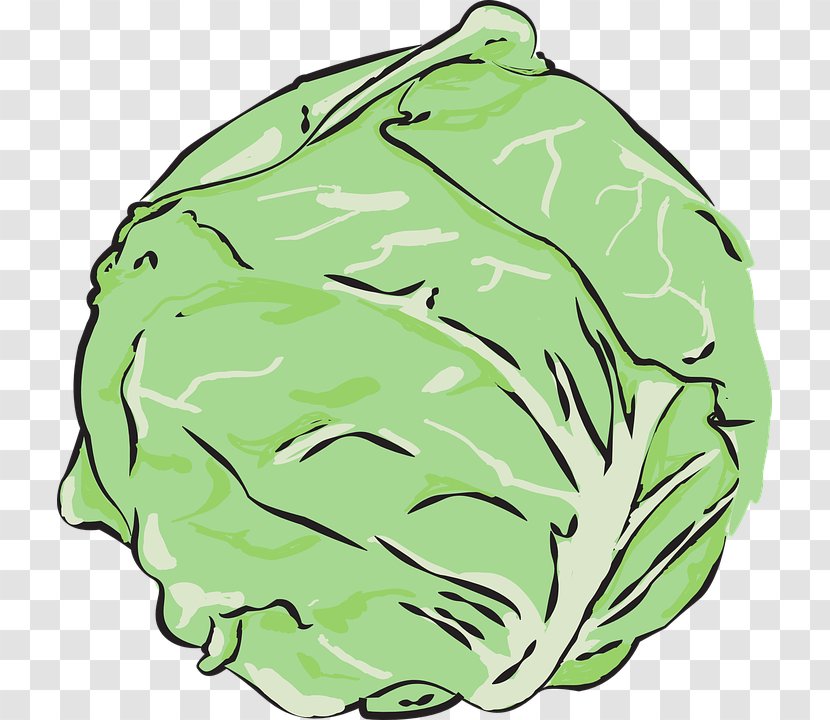 Cabbage Vegetable Lettuce Sandwich Kale - Vector Transparent PNG