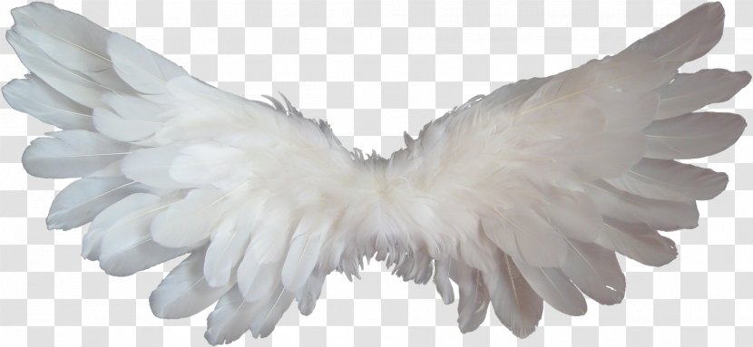 Angel Heaven Clip Art - Beak - Wings Transparent PNG