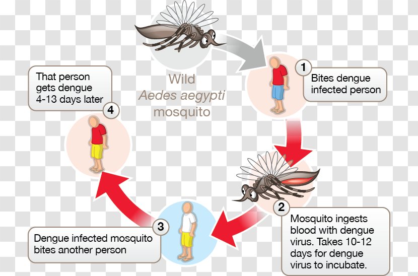 Mosquito-borne Disease Dengue Virus Tropical - Tree - Mosquito Transparent PNG
