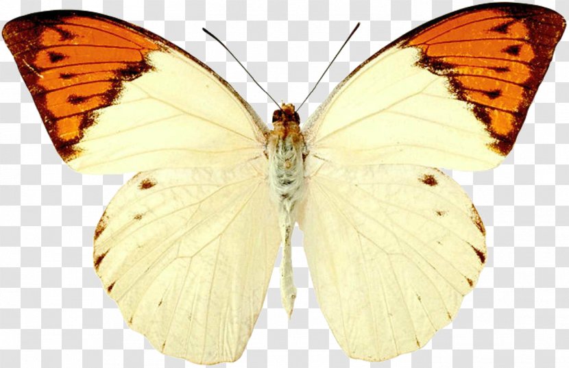 Butterfly Insect Hebomoia Glaucippe Anthocharis Cardamines Moth - Symmetry Transparent PNG