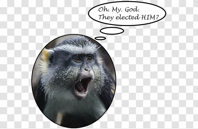 Macaque Fauna Snout - Oh My God Transparent PNG