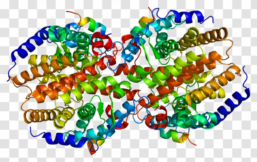 Constitutive Androstane Receptor Nuclear Protein - Food Transparent PNG