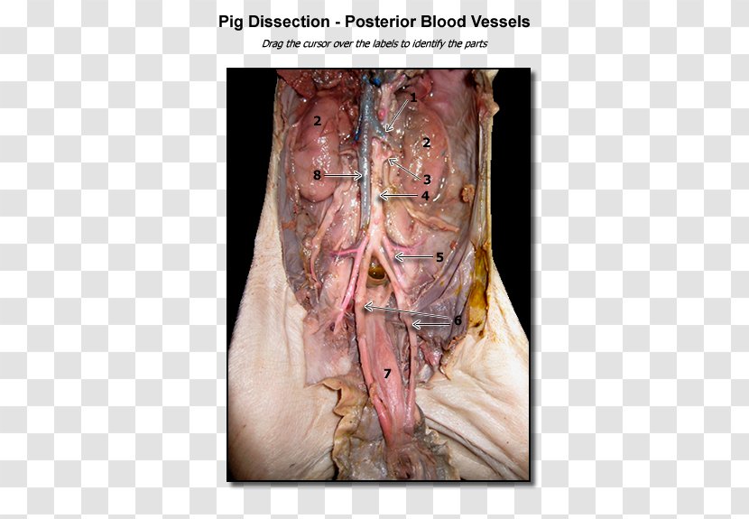 Fetal Pig Blood Vessel Dissection Anatomy - Cartoon Transparent PNG