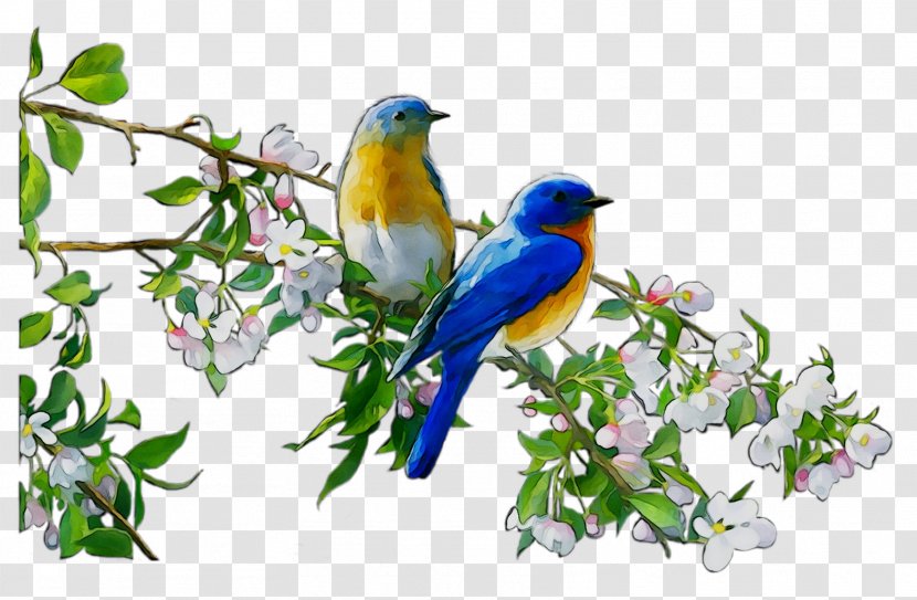 Bluebird Branch Blank Beak Tree Free Greetings TFG89002 Finches - Cobalt Blue Transparent PNG