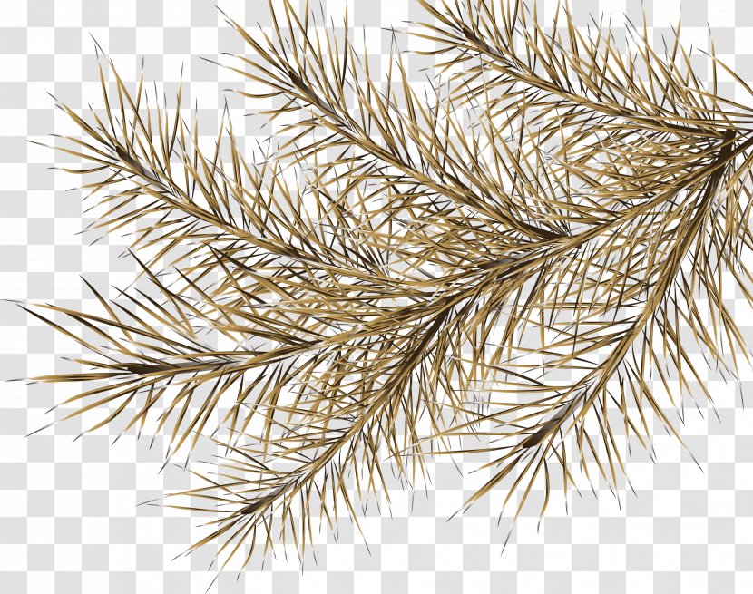 Spruce Digital Image Tree Clip Art - Conifer - Branches Transparent PNG
