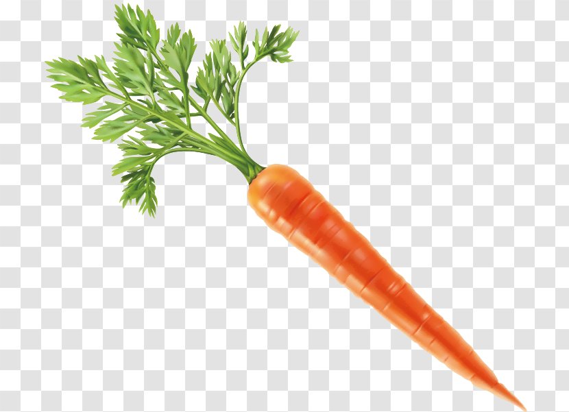 Vegetable Carrot Fruit - Radish - Vector Transparent PNG