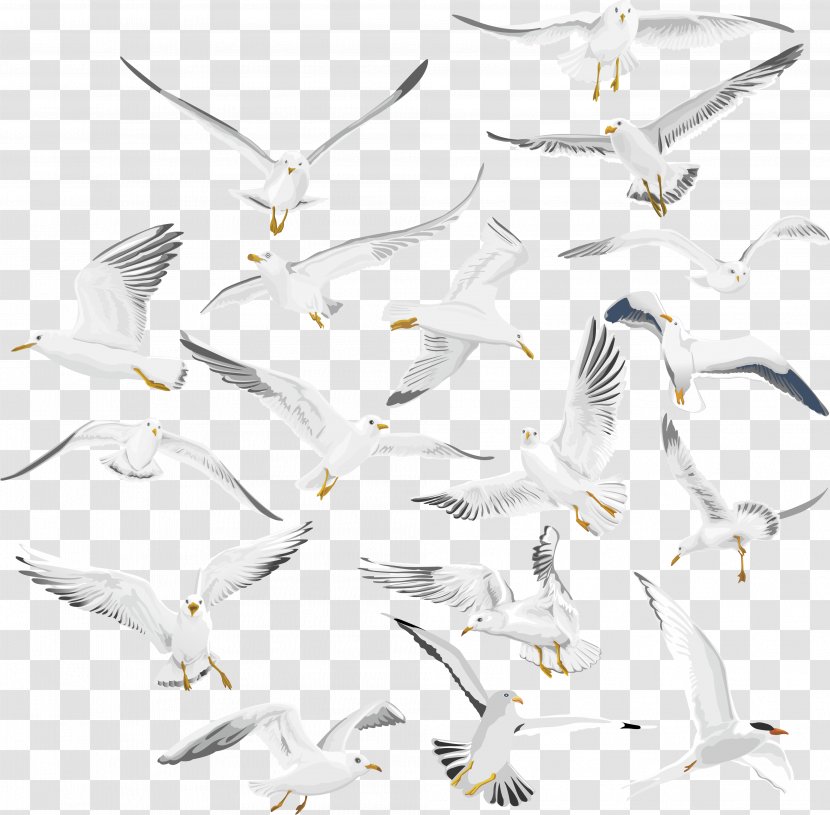 European Herring Gull Bird Migration Nazareth Gulls - Flock Transparent PNG