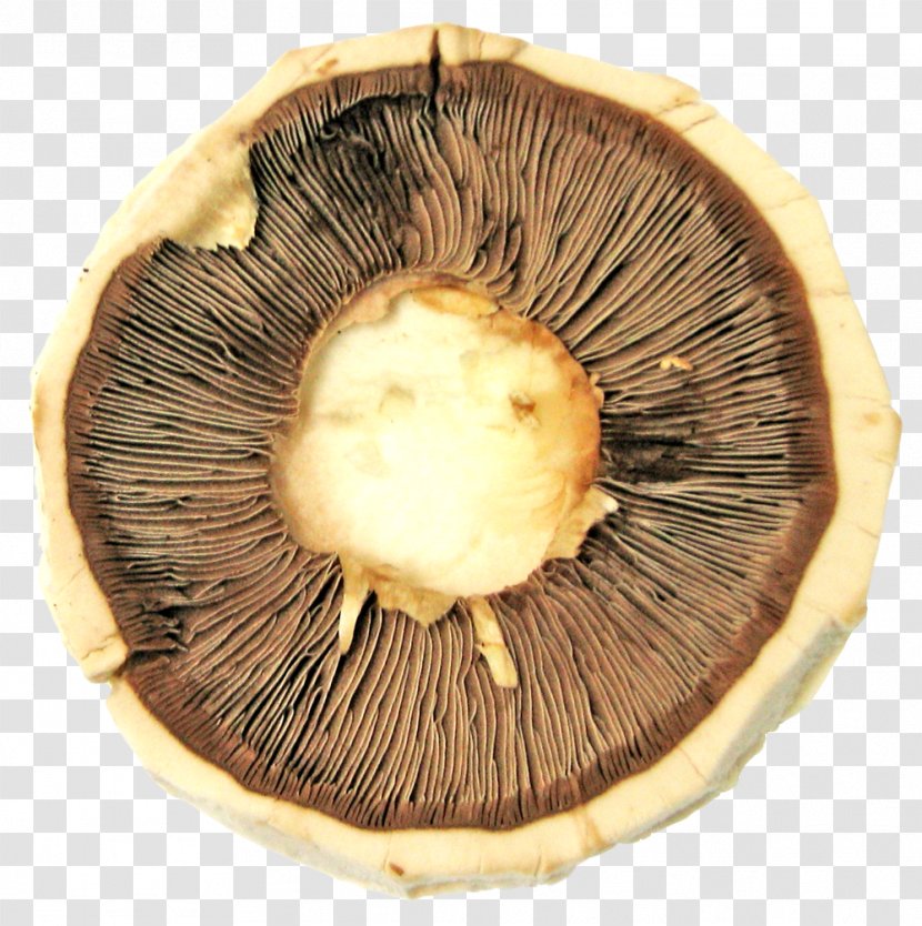Mushroom Cloud - Agaricaceae Transparent PNG
