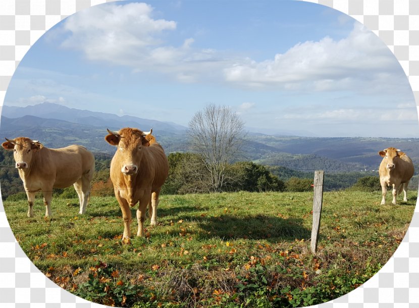 Dairy Cattle Bagnères-de-Bigorre Restaurant Auberge De L' Arros - Hospitality Industry - Solage An Resort Transparent PNG