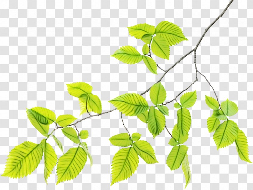 Family Tree Background - Ivy - Herb Transparent PNG