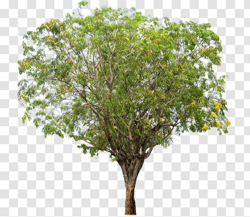 Narra Tree Dalbergieae Woody Plant - Tamarind Transparent PNG
