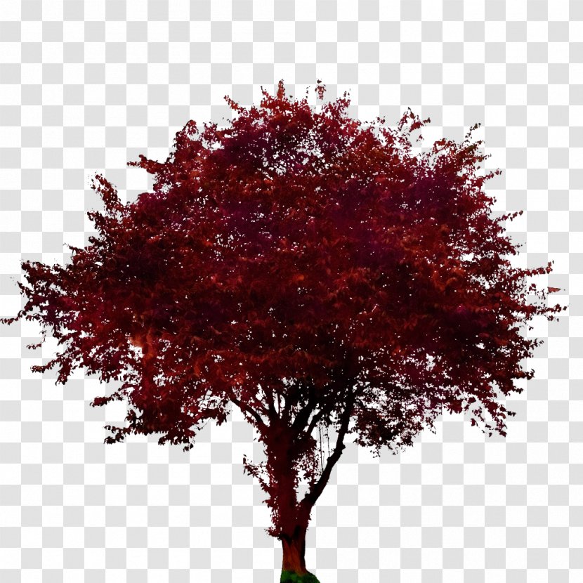 Red Maple Leaf - Flowering Dogwood - Autumn Deciduous Transparent PNG