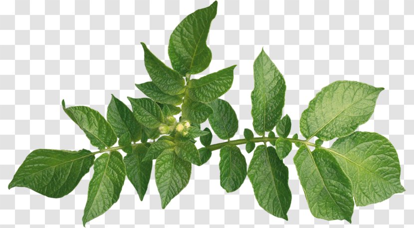 Plant Leaves Leaf - Herb Transparent PNG
