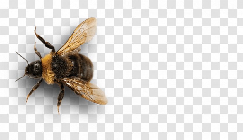 Honey Bee Insect Bumblebee Pollinator - Agriculture Transparent PNG