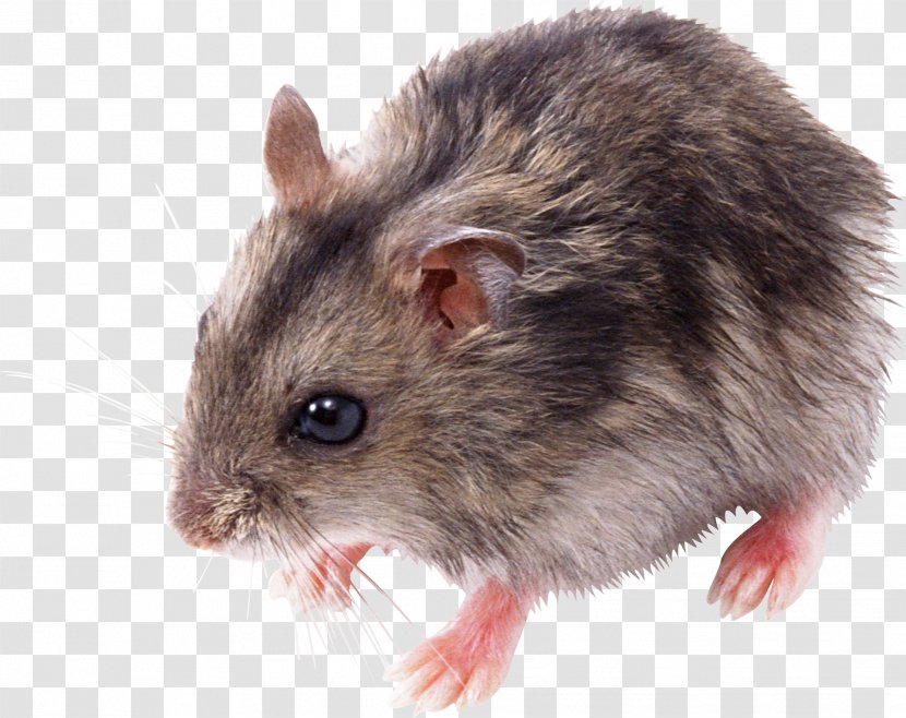 Rat Mouse Clip Art - Fur - Little Mouse, Image Transparent PNG