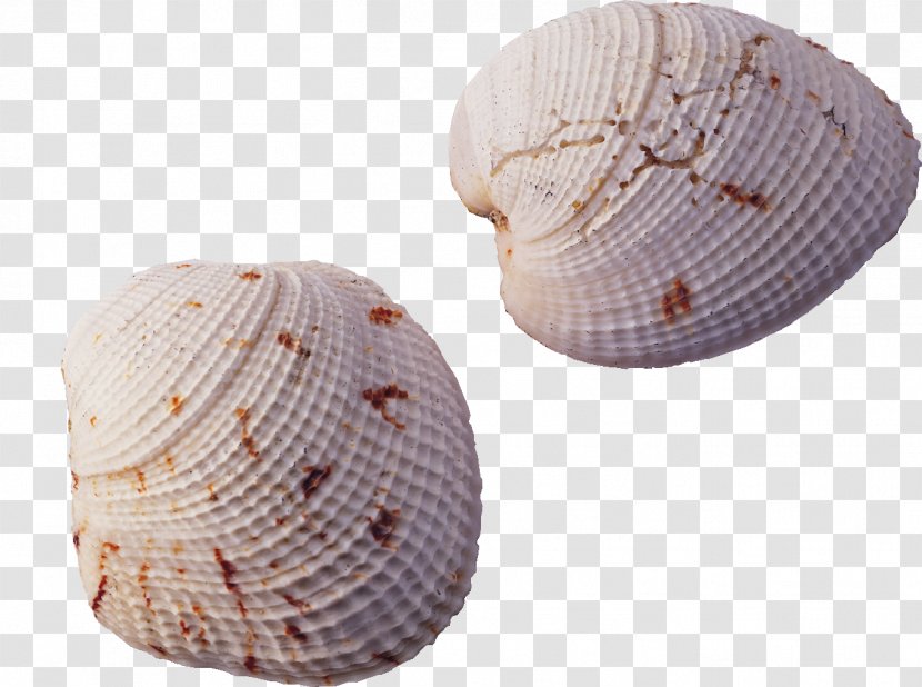 Tianping Mountain Seashell Conch - Headgear - Shell,conch Transparent PNG