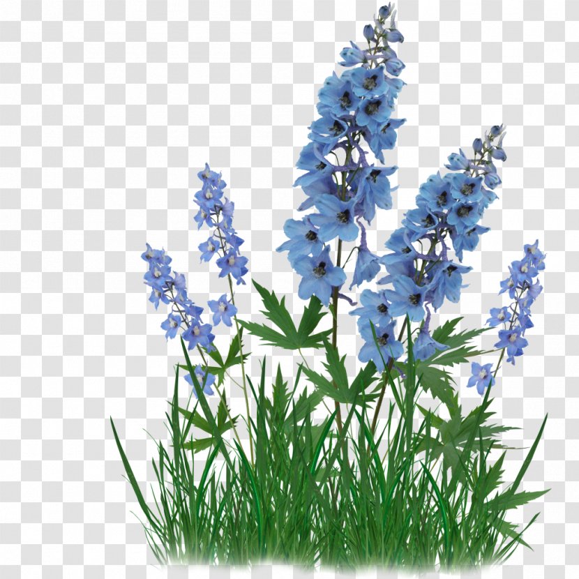 Flower Raceme Name Day - Lupin Transparent PNG