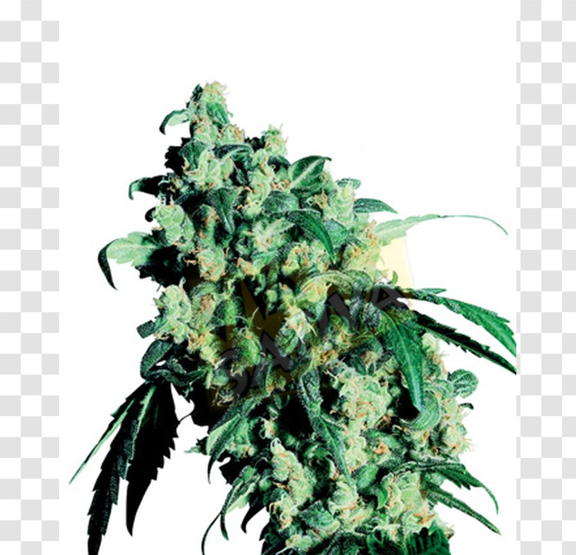 Cannabis Cup Skunk Sensi Seeds - Hash Oil Transparent PNG